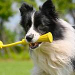 Insta360 GO 3 Fetch Stick - imagine 3